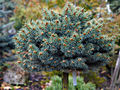 Picea pungens Baynek IMG_1338 Świerk kłujący